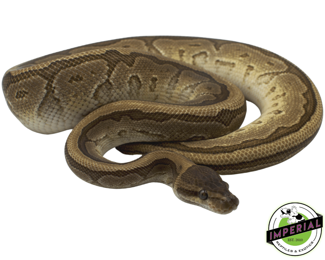 Jigsaw Ball Python Adult