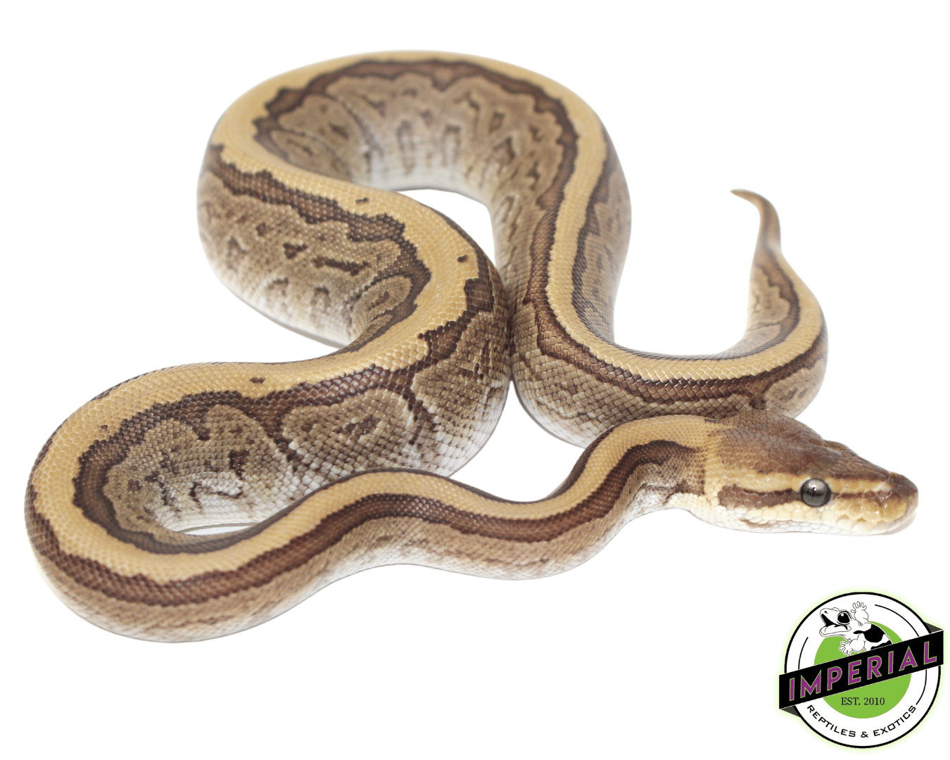 Jigsaw Ball Python — image 2
