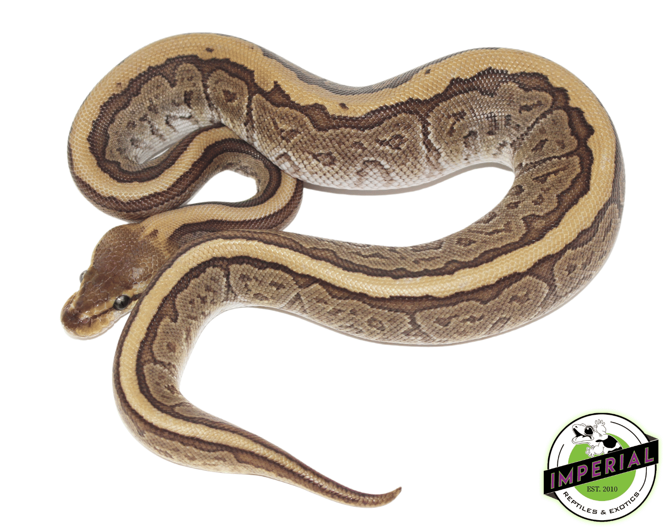 Jigsaw Ball Python