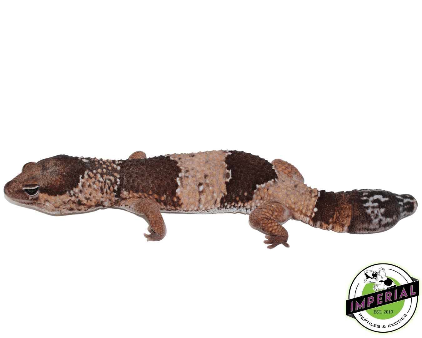 Jumbo African Fat Tail Gecko Male