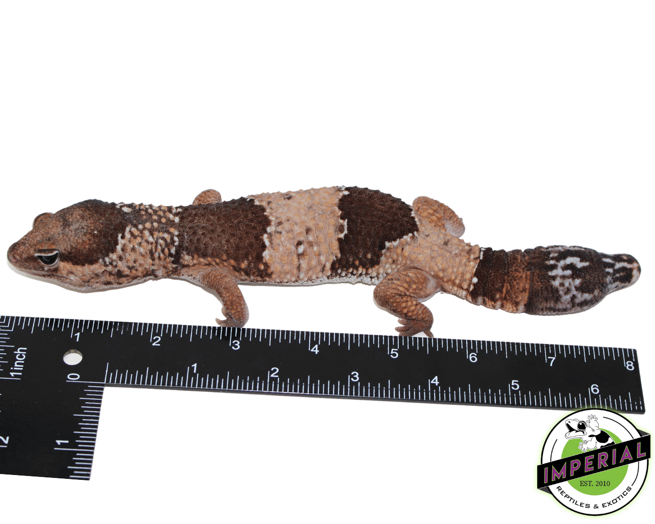Jumbo African Fat Tail Gecko Male — image 2