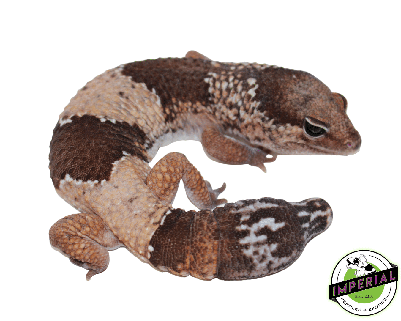 Jumbo African Fat Tail Gecko Male — image 3