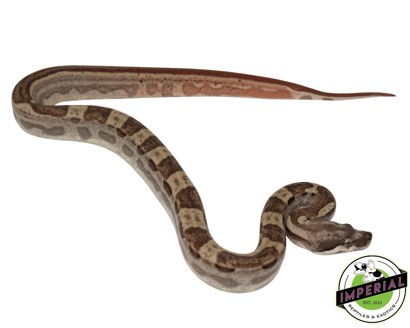 Jungle Hypo Motley Colombian Boa