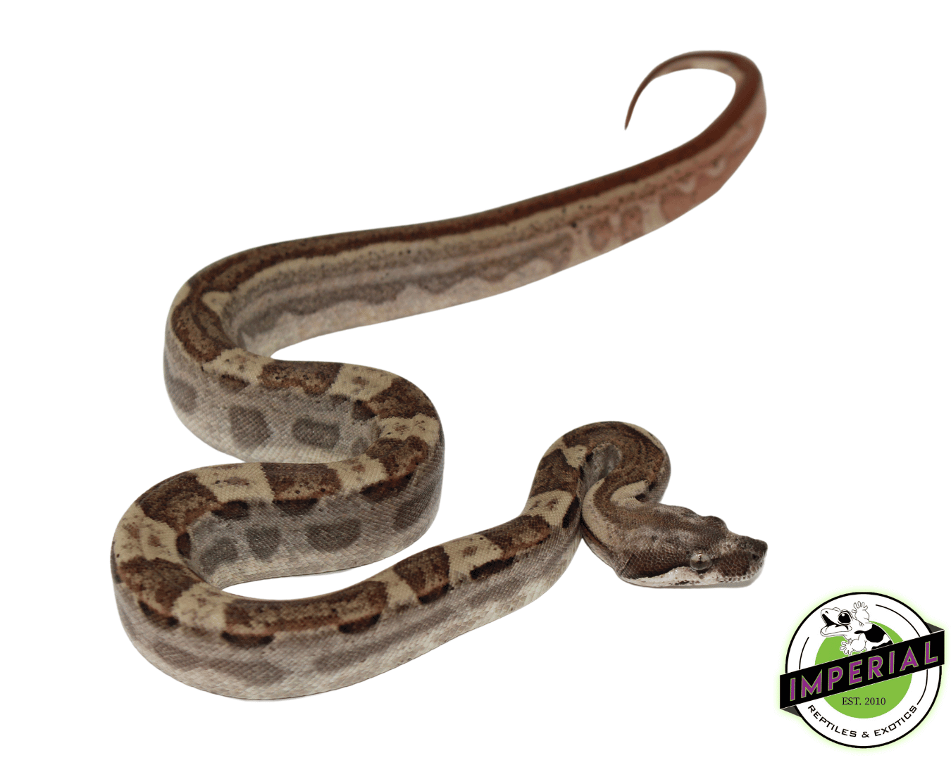 Jungle Hypo Motley Colombian Boa — image 2