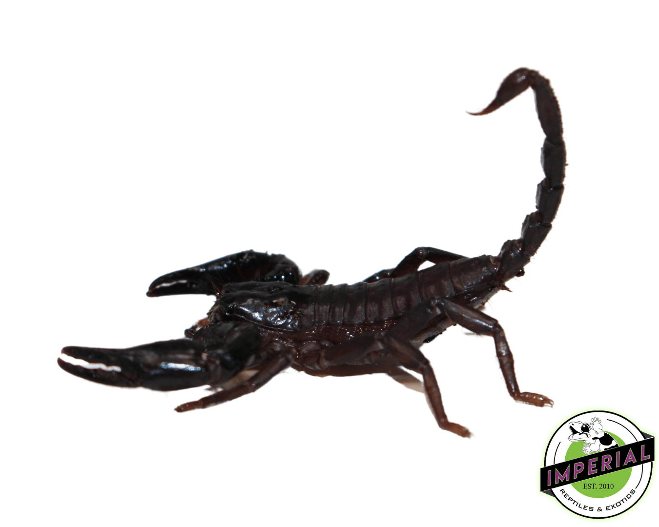 Juvenile Asian Forest Scorpion
