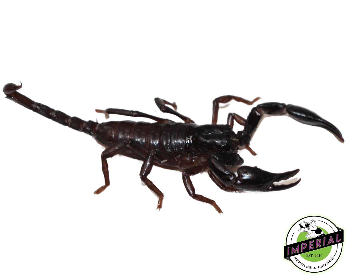 Juvenile Asian Forest Scorpion — image 2