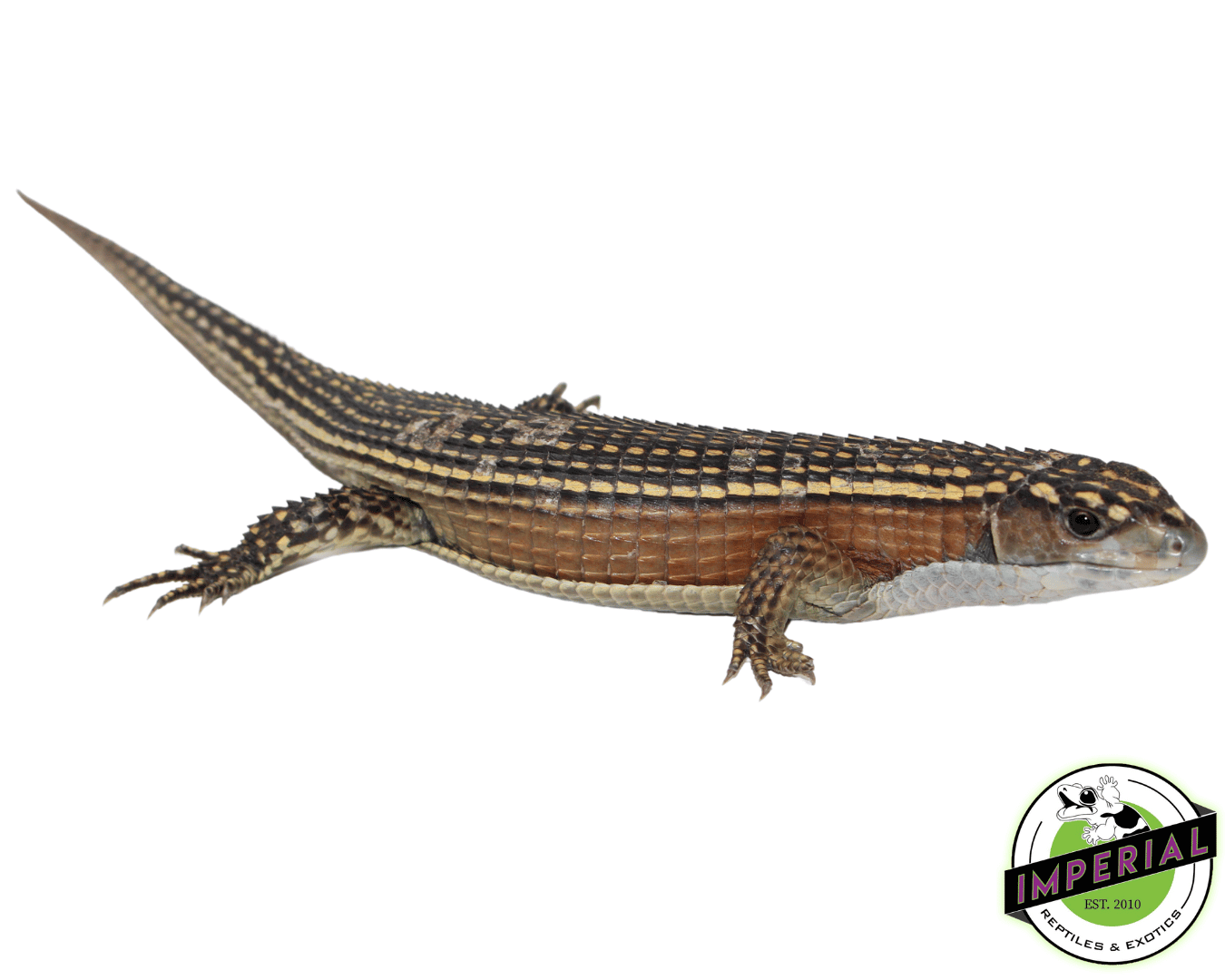 Juvenile Giant Plated Lizard — image 2