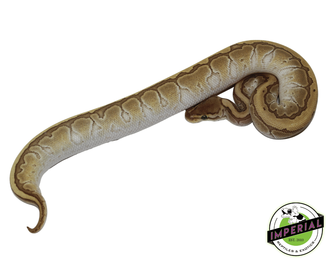 Kingpin Ball Python — image 2
