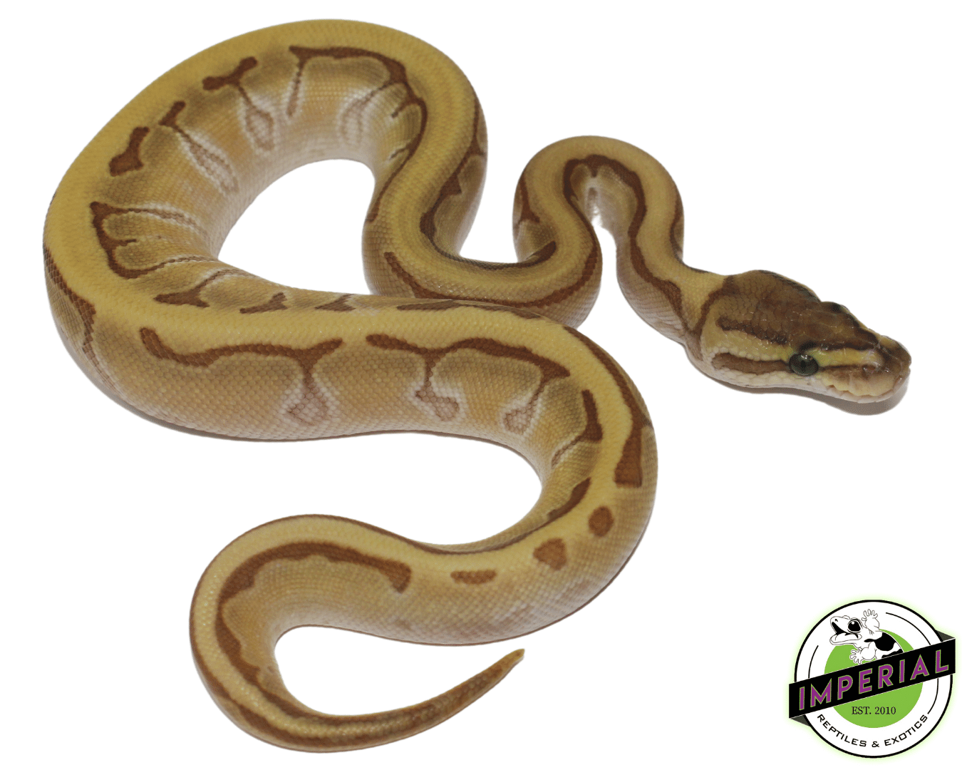 Kingpin Ball Python