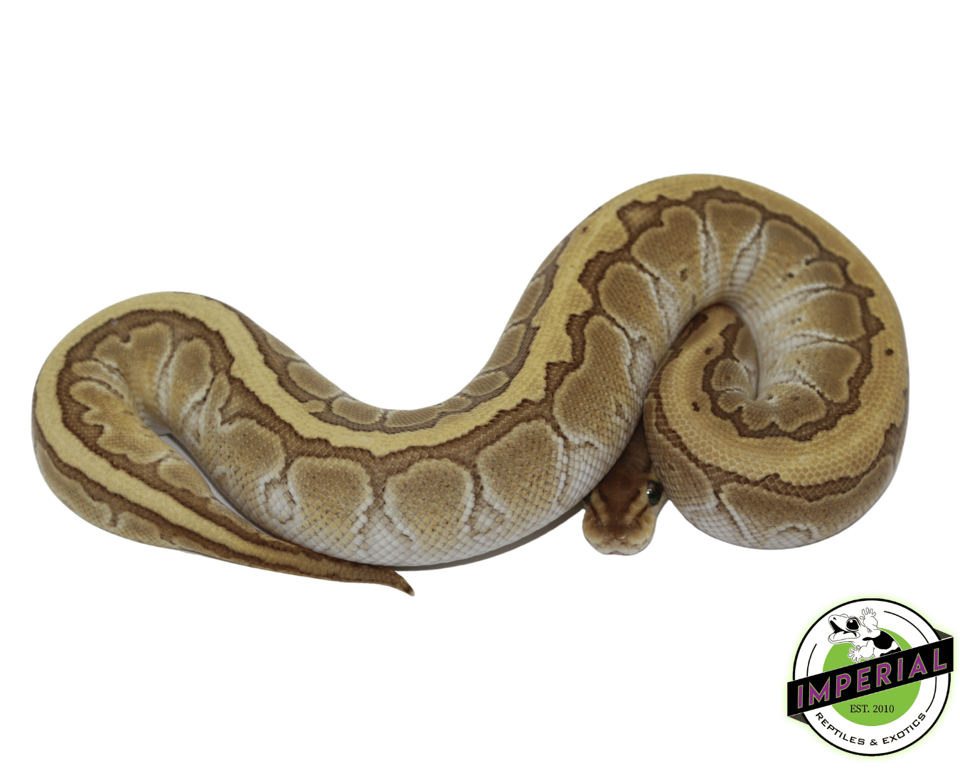Kingpin Ball Python — image 3