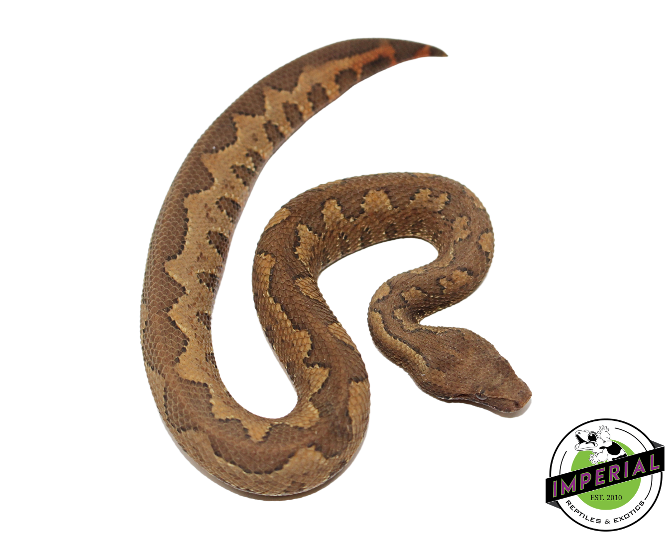Kofiau Island Viper Boa