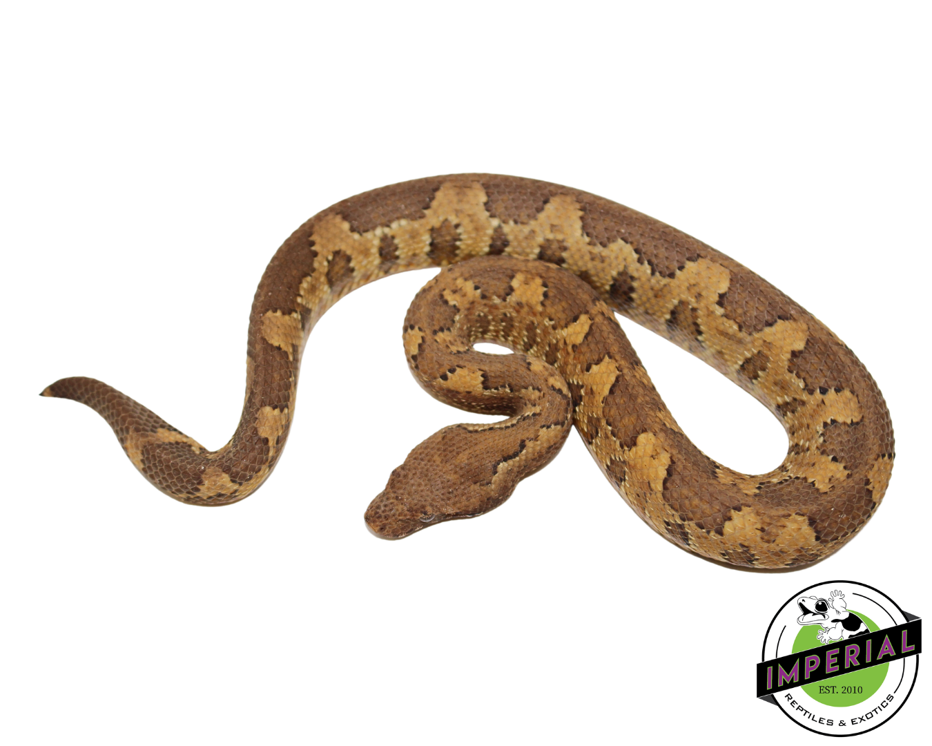 Kofiau Island Viper Boa — image 2