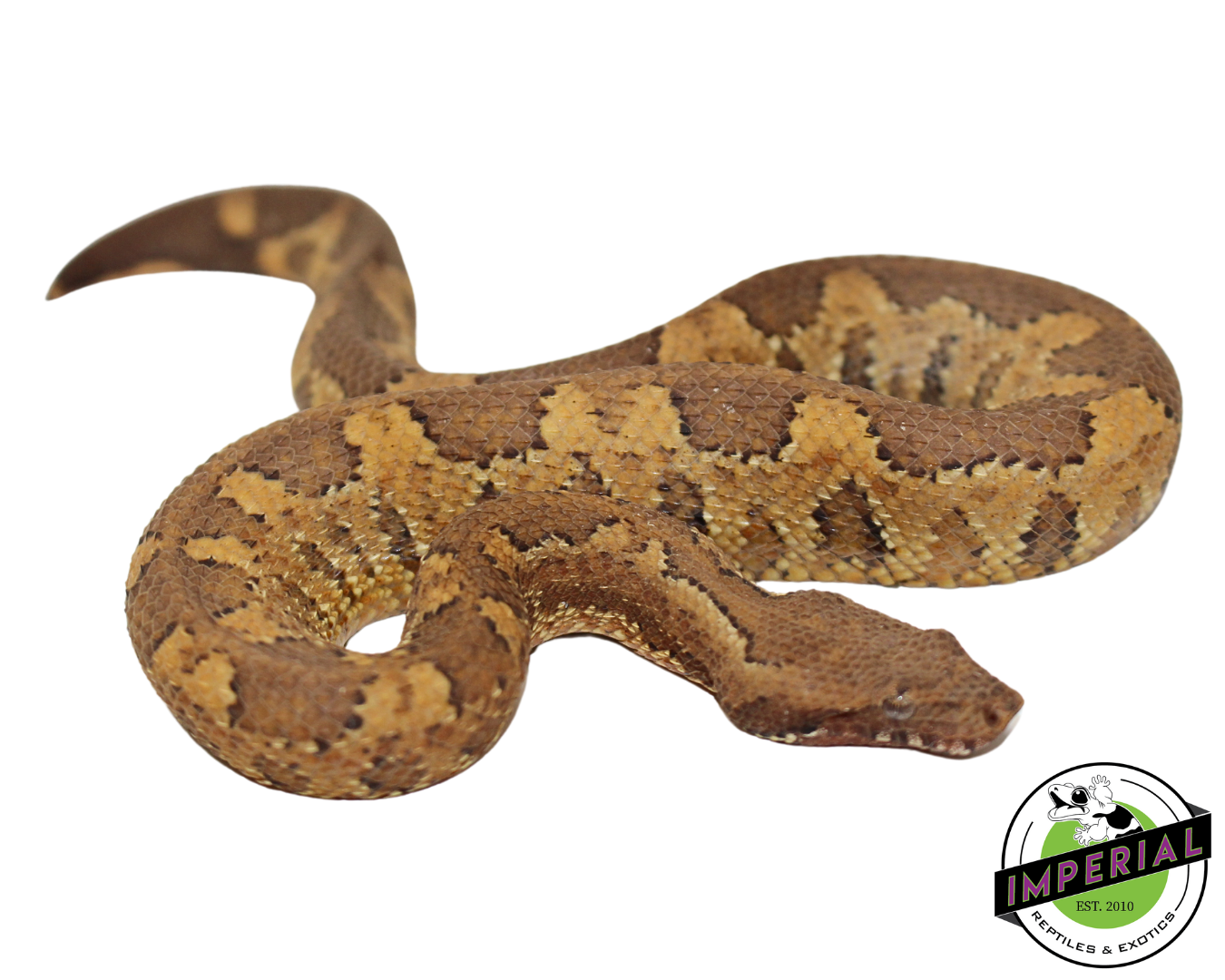 Kofiau Island Viper Boa — image 3
