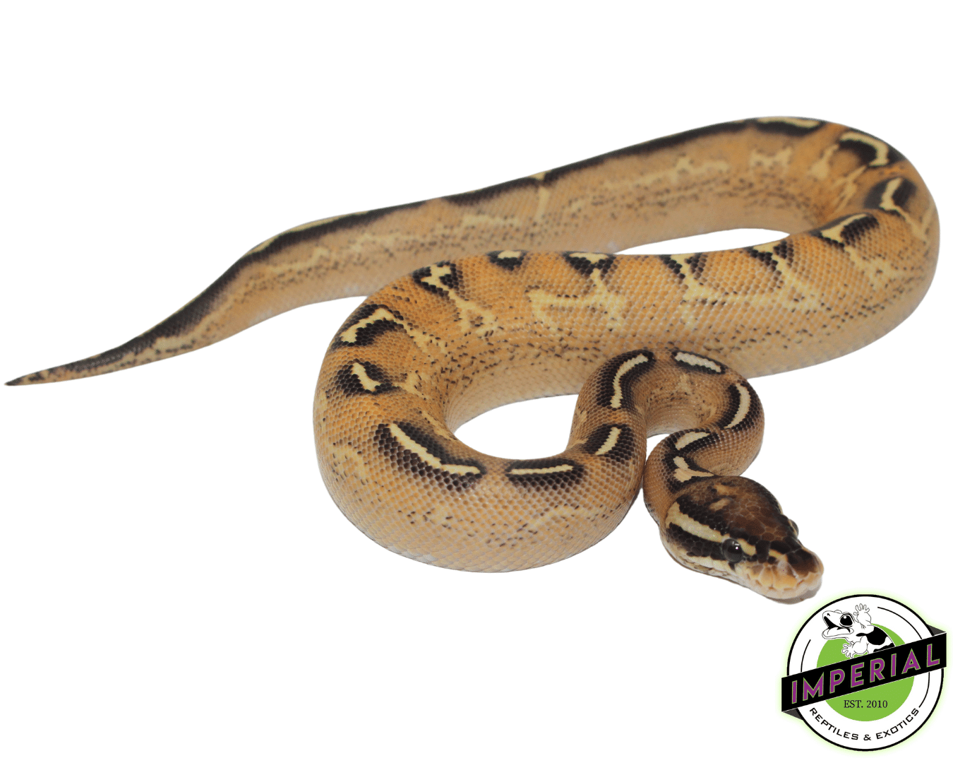 Lace Black Back Freeway Ball Python — image 2