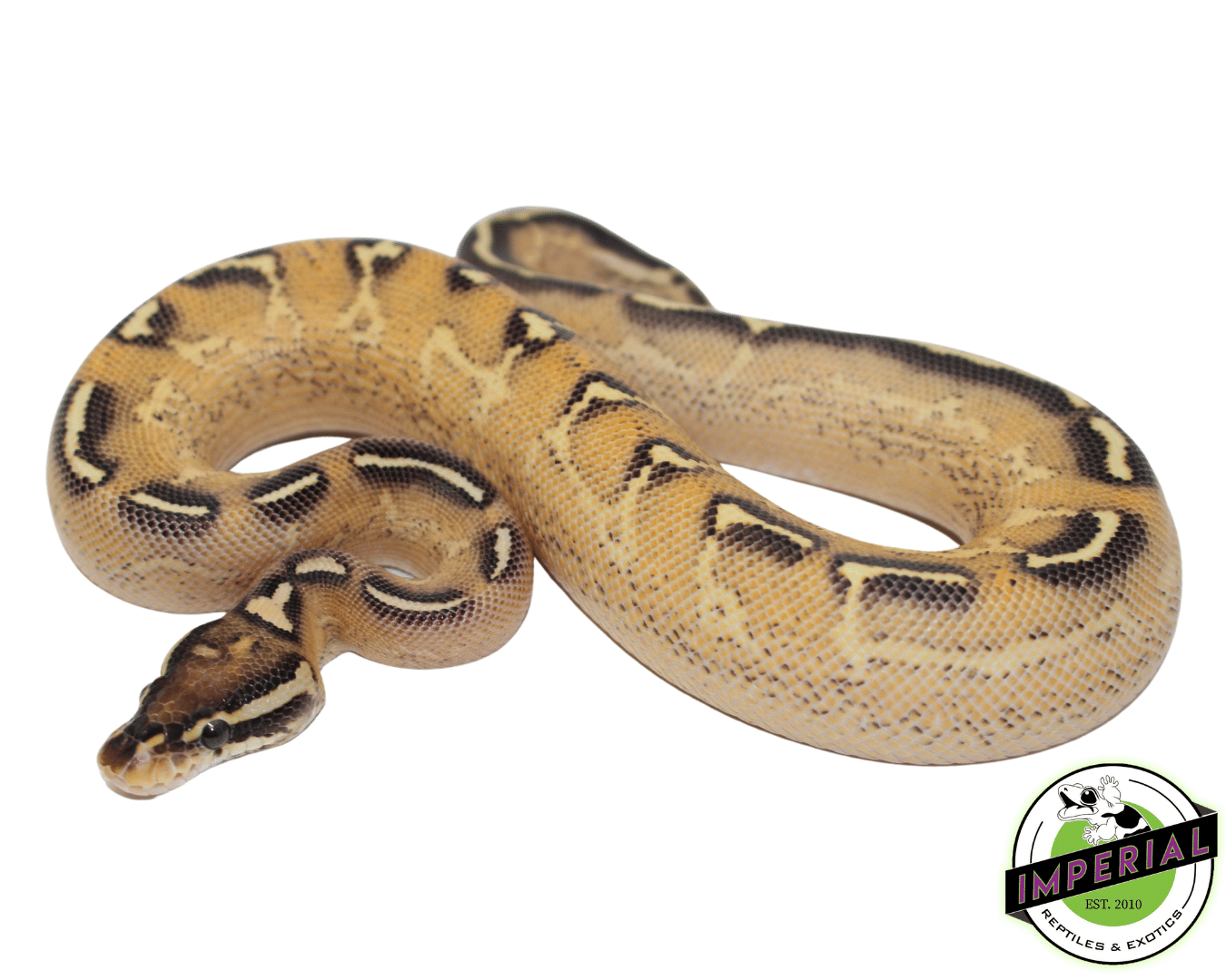 Lace Black Back Freeway Ball Python