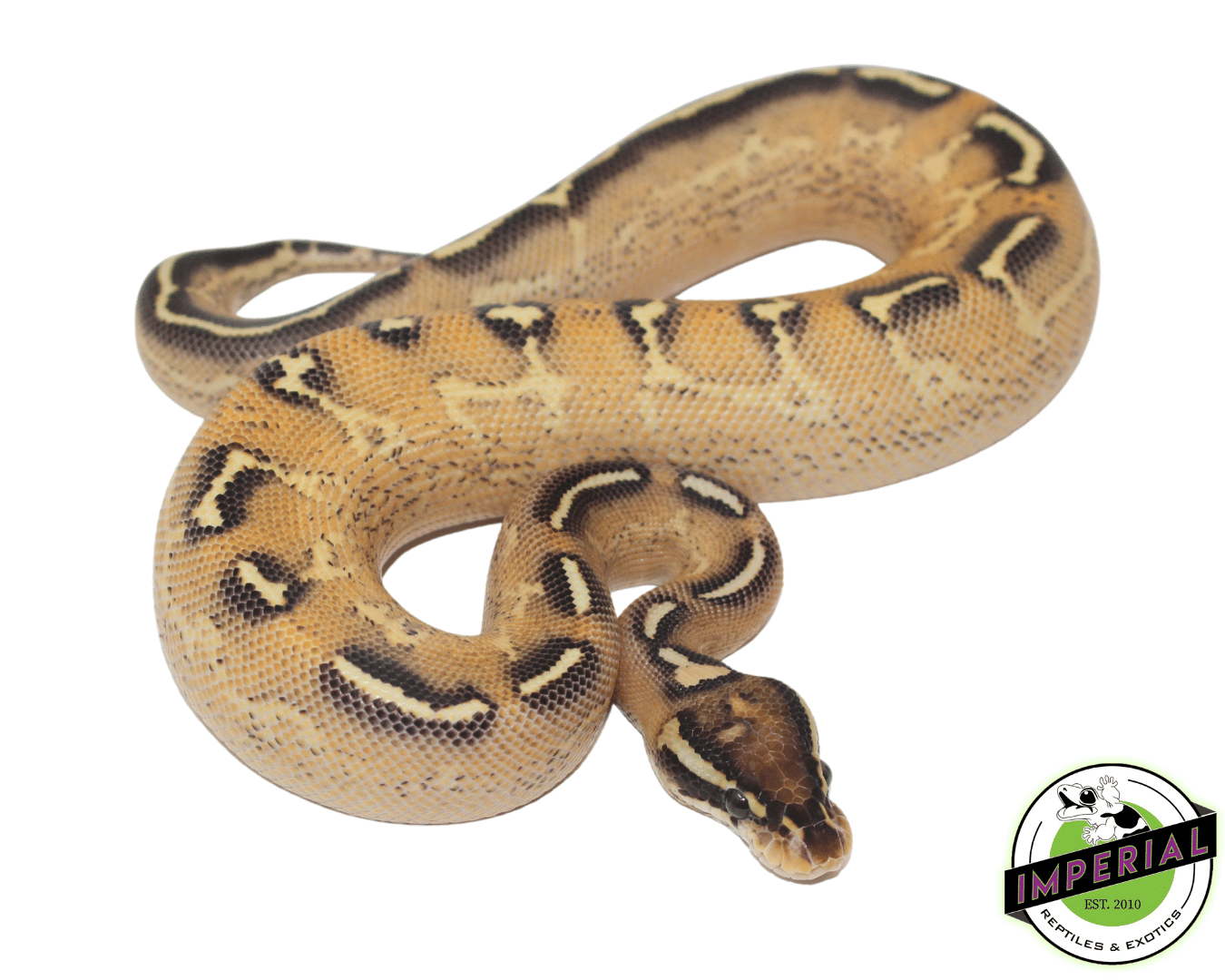 Lace Black Back Freeway Ball Python — image 3
