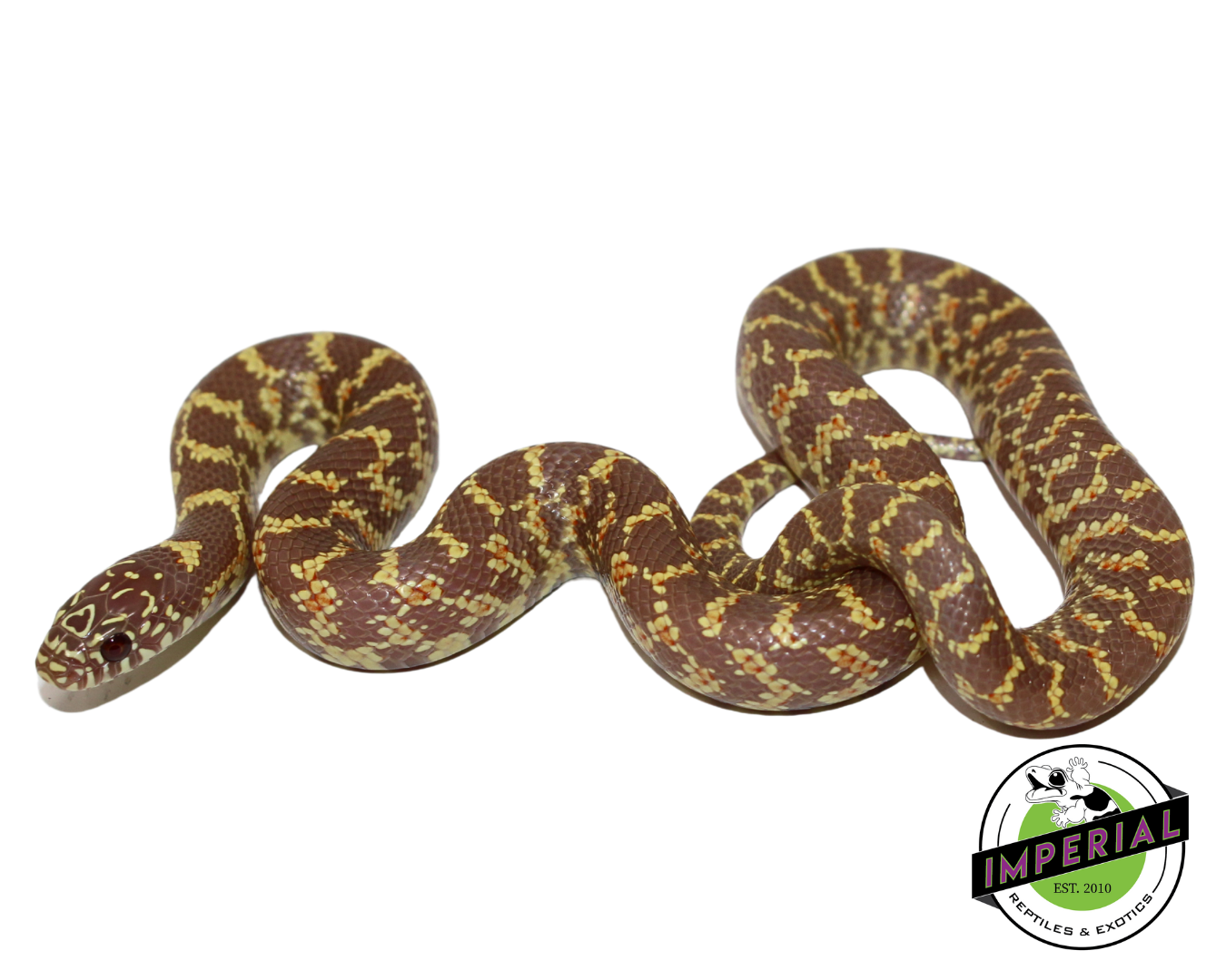 Lavender Florida Kingsnake Baby — image 2
