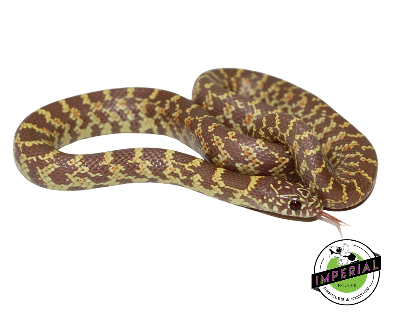 Lavender Florida Kingsnake Baby