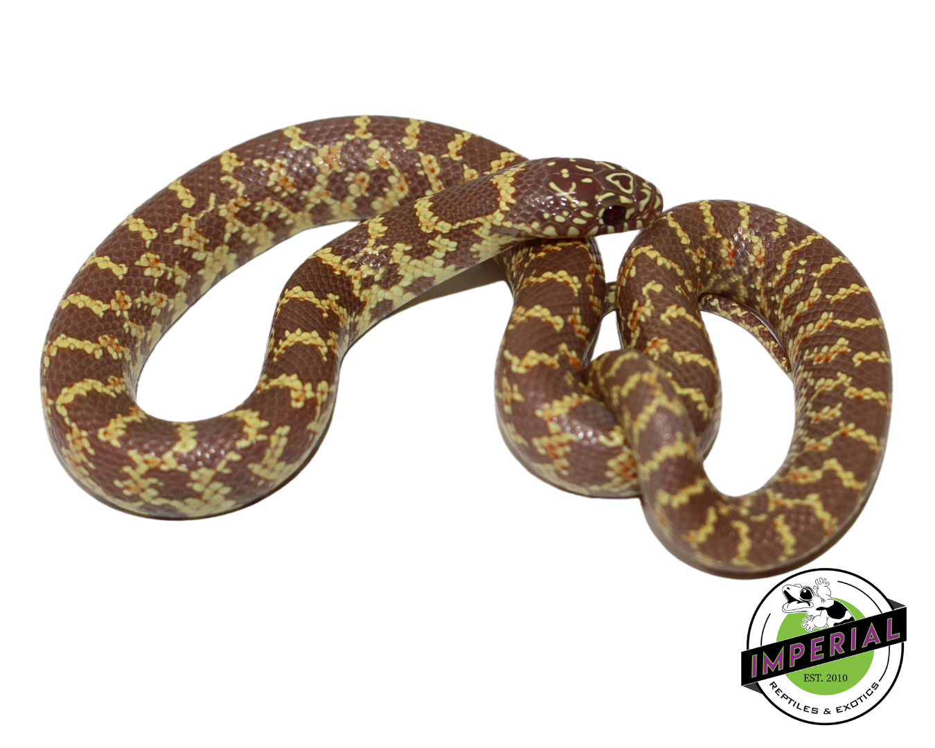 Lavender Florida Kingsnake Baby — image 3