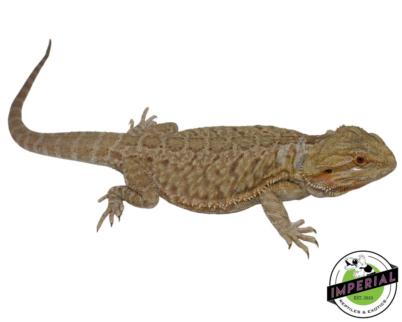 Leatherback Bearded Dragon Adult