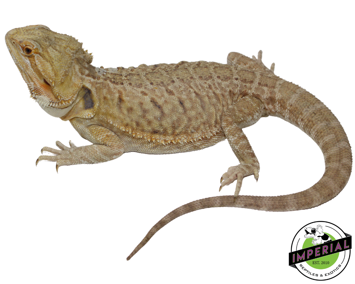 Leatherback Bearded Dragon Adult — image 2