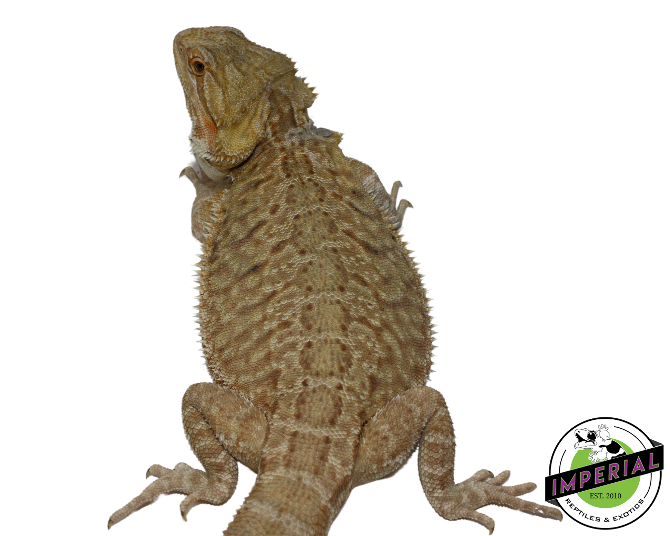 Leatherback Bearded Dragon Adult — image 3