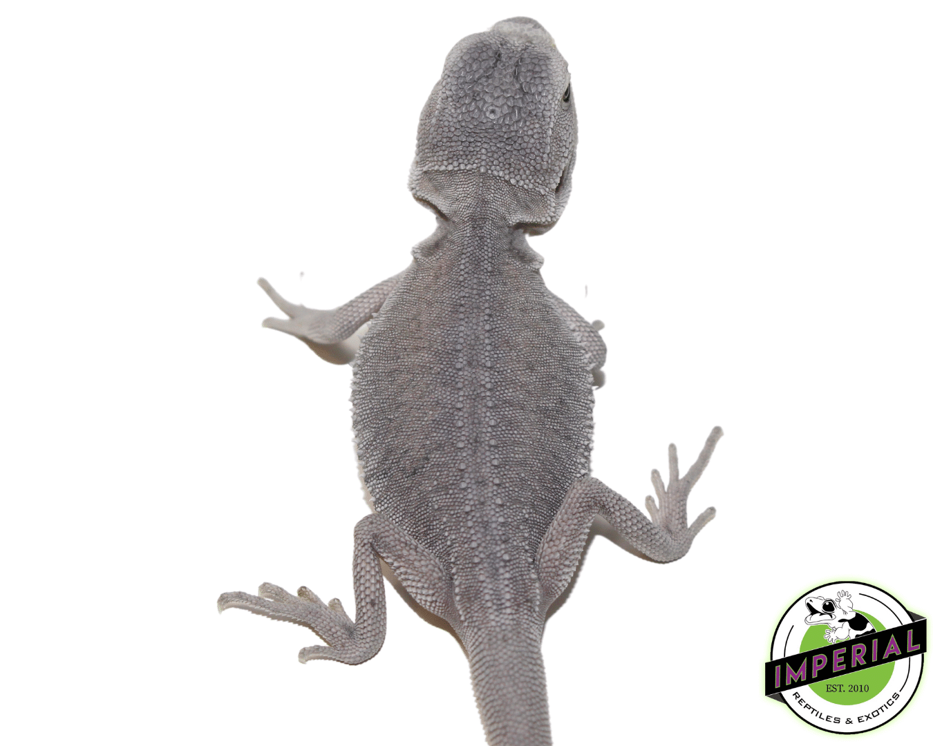 Leatherback Hypo Zero Bearded Dragon Baby — image 2