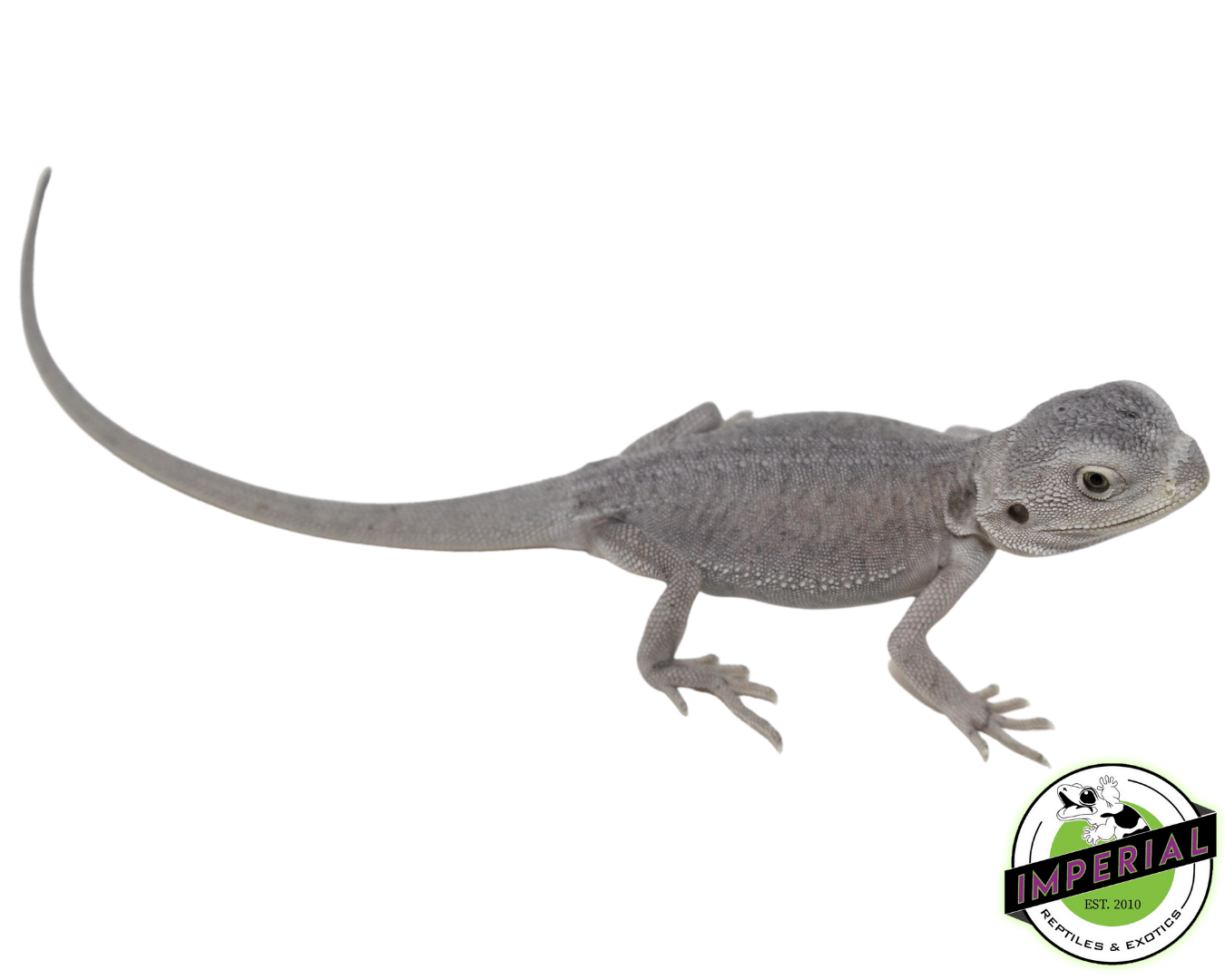 Leatherback Hypo Zero Bearded Dragon Baby
