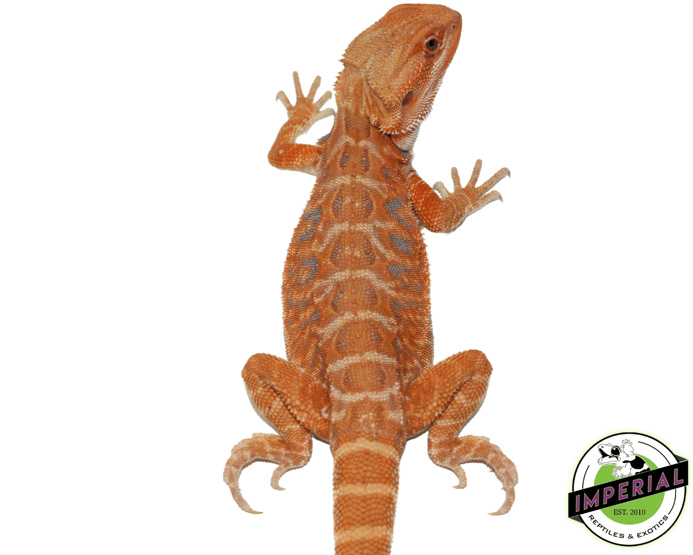 Leatherback Pumpkin Hypo Bearded Dragon Female (#61523-01) — image 2