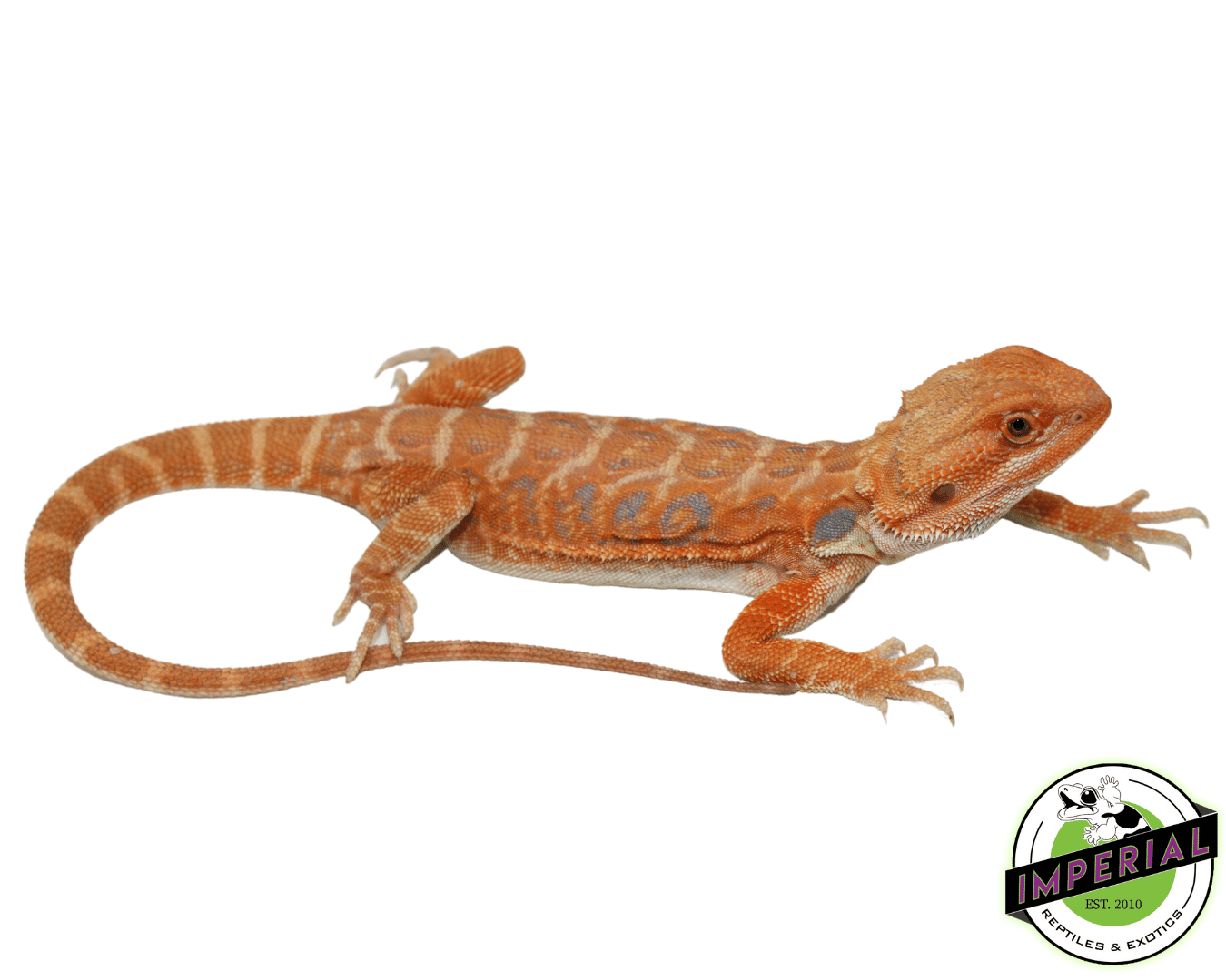 Leatherback Pumpkin Hypo Bearded Dragon Female (#61523-01)