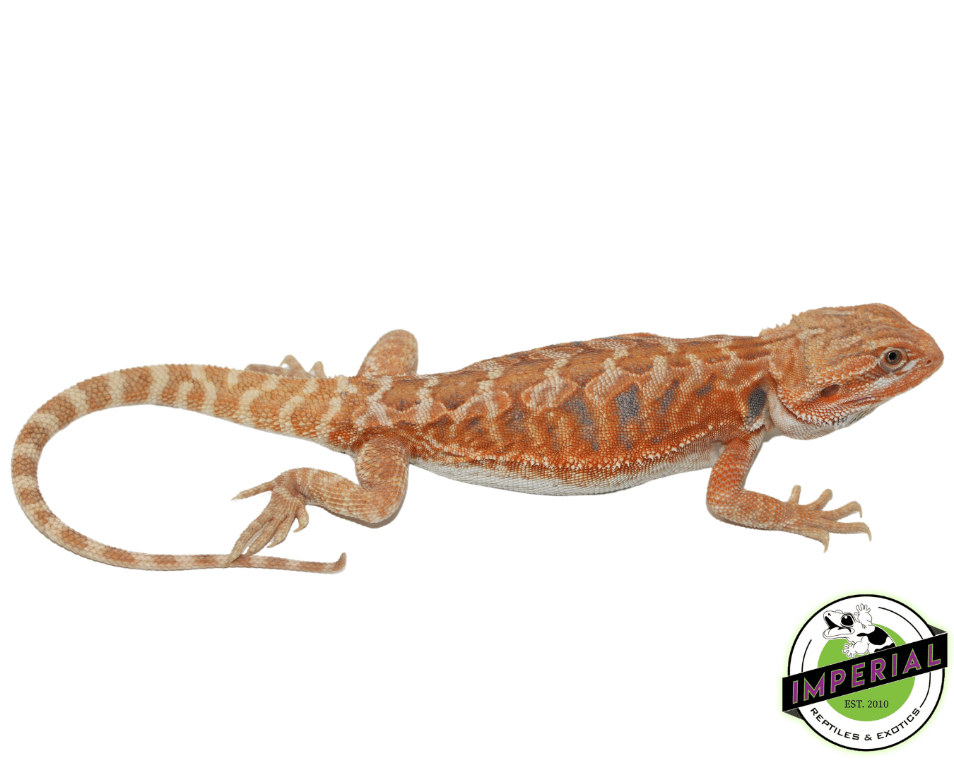Leatherback Tang Hypo Bearded Dragon Male (#61523-02)