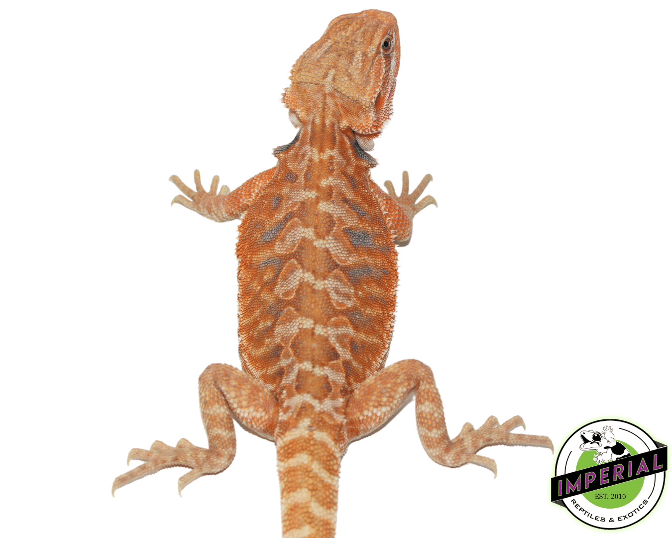 Leatherback Tang Hypo Bearded Dragon Male (#61523-02) — image 2