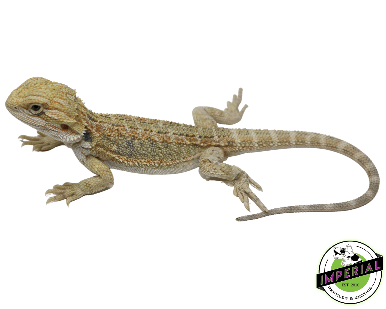Lemon Hypo Bearded Dragon Baby