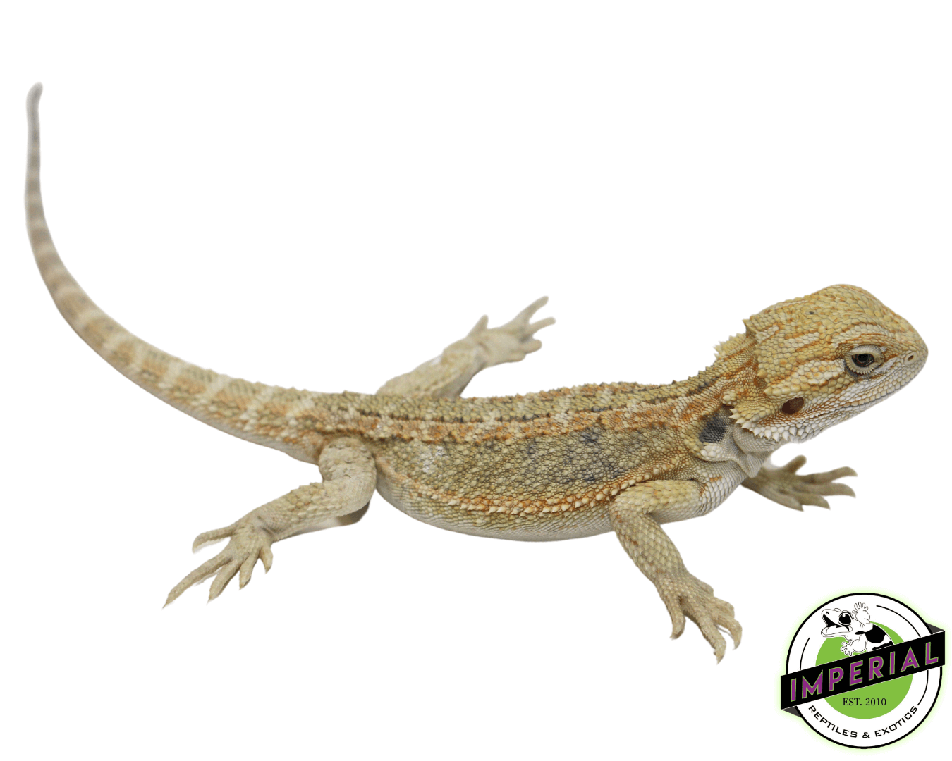 Lemon Hypo Bearded Dragon Baby — image 2