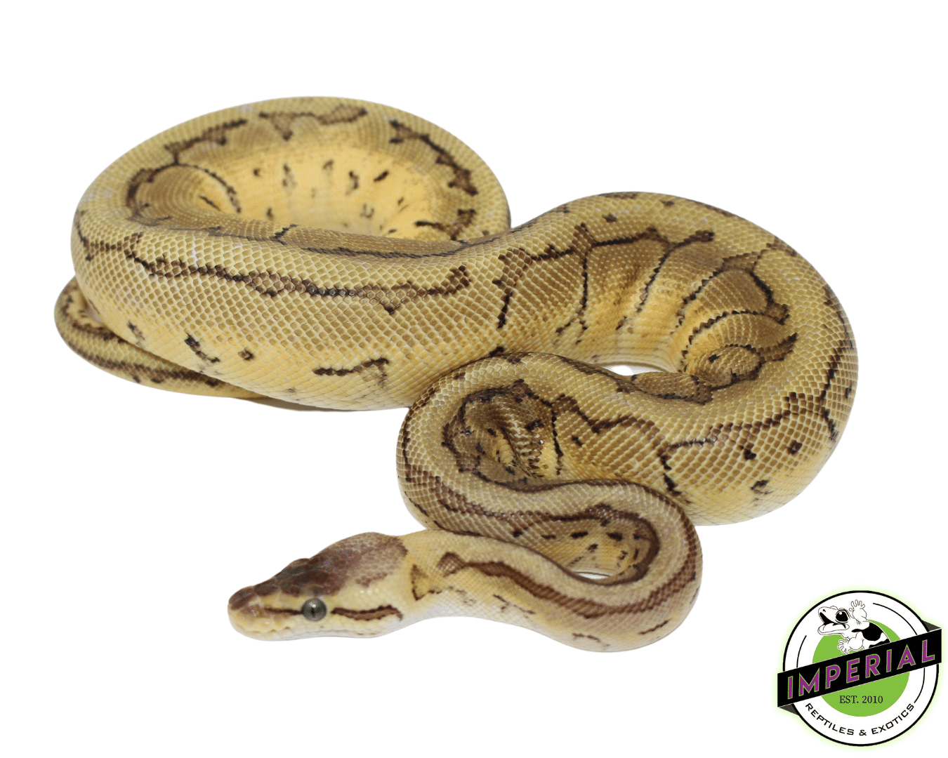 Lemonblast Ball Python