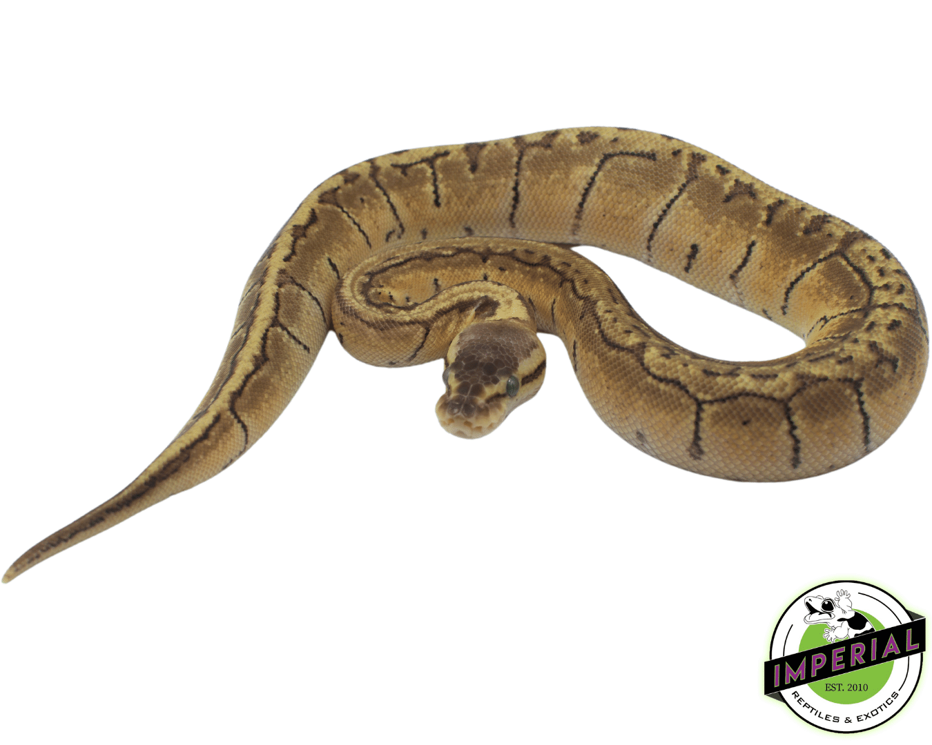 Lemonblast Ball Python — image 2