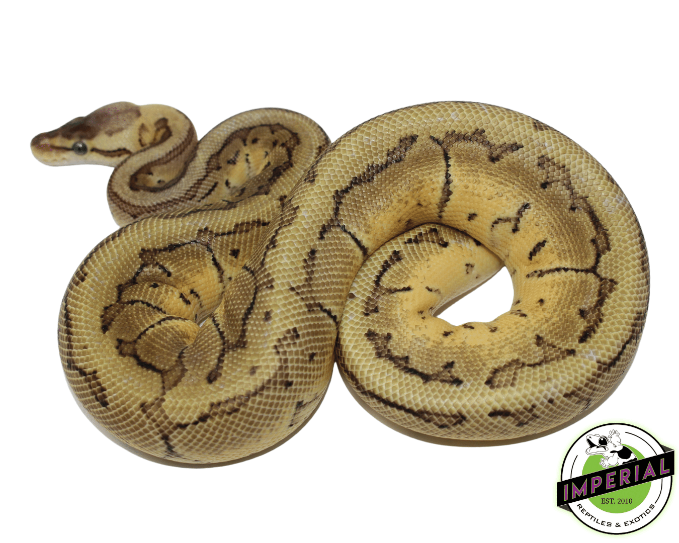 Lemonblast Ball Python — image 3