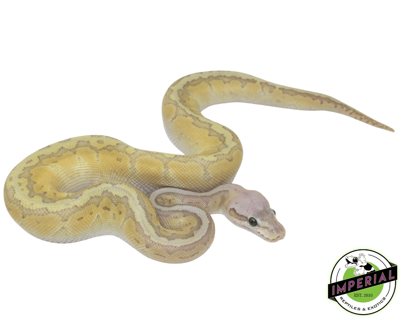 Lemonblast Butter Ghost Ball Python Male