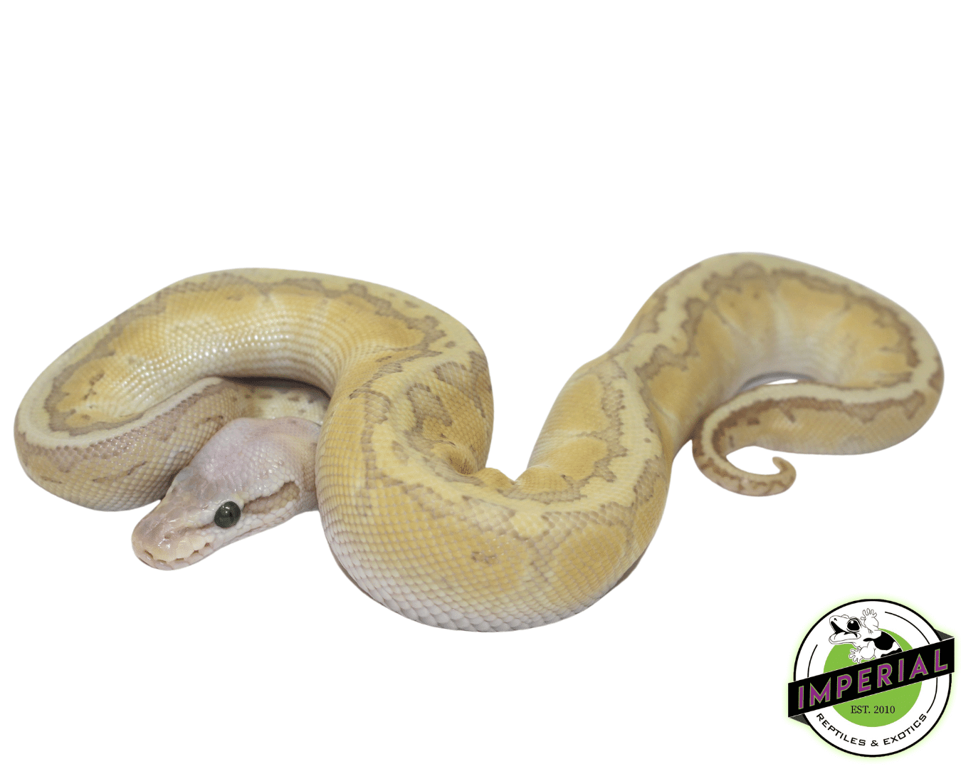 Lemonblast Butter Ghost Ball Python Male — image 2