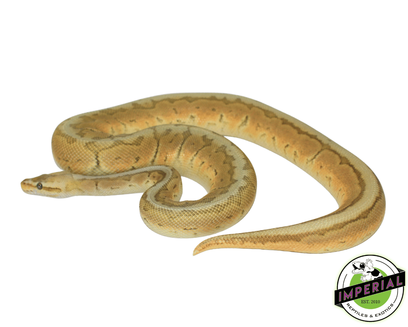Lemonblast Enchi Pewter Ghost Ball Python Adult