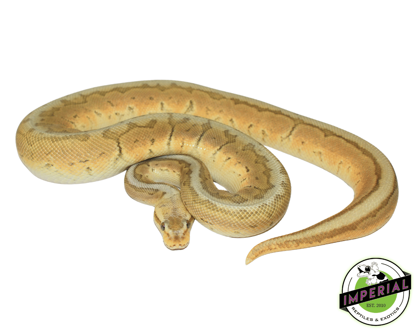 Lemonblast Enchi Pewter Ghost Ball Python Adult — image 2