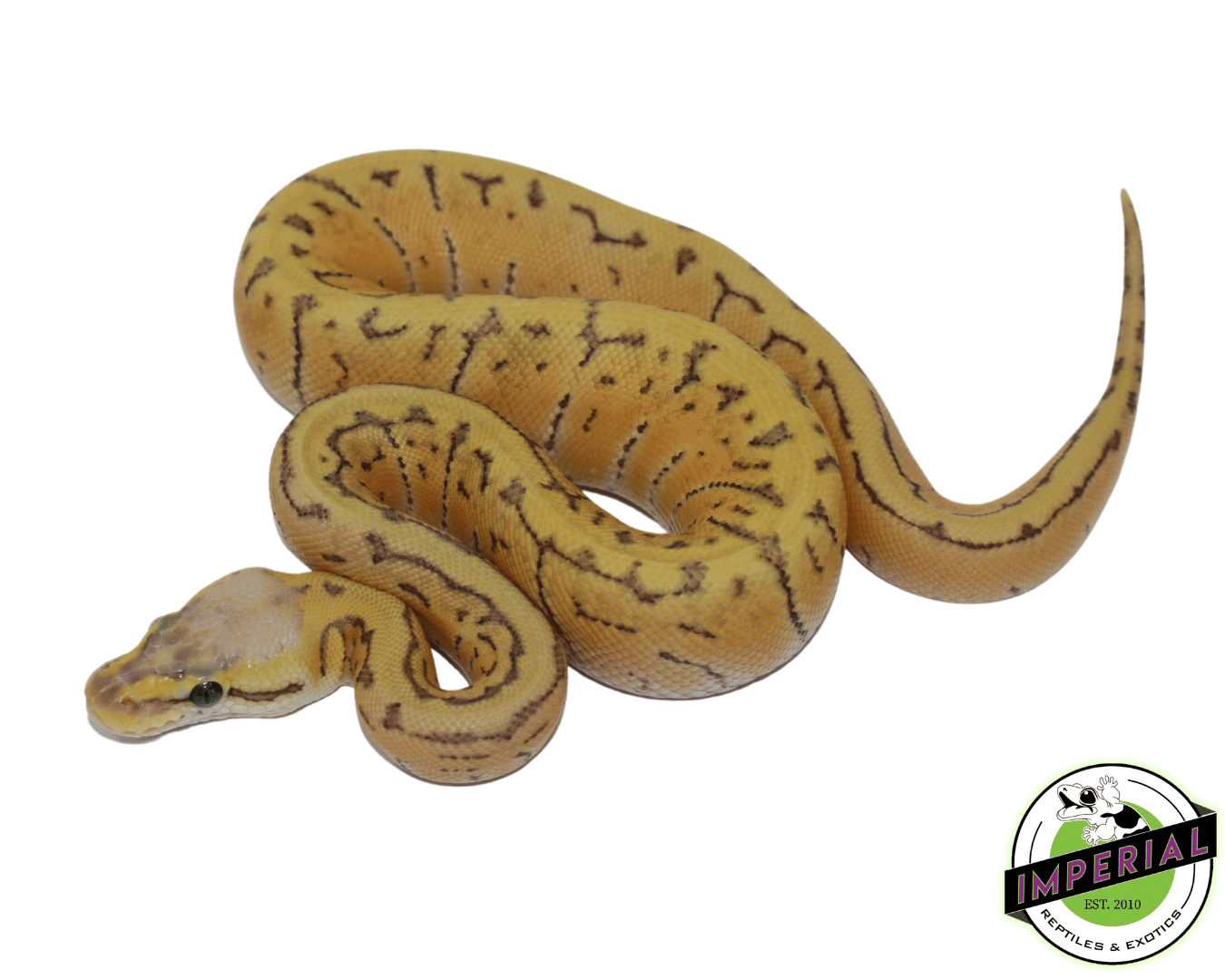 Lemonblast Ghost Ball Python