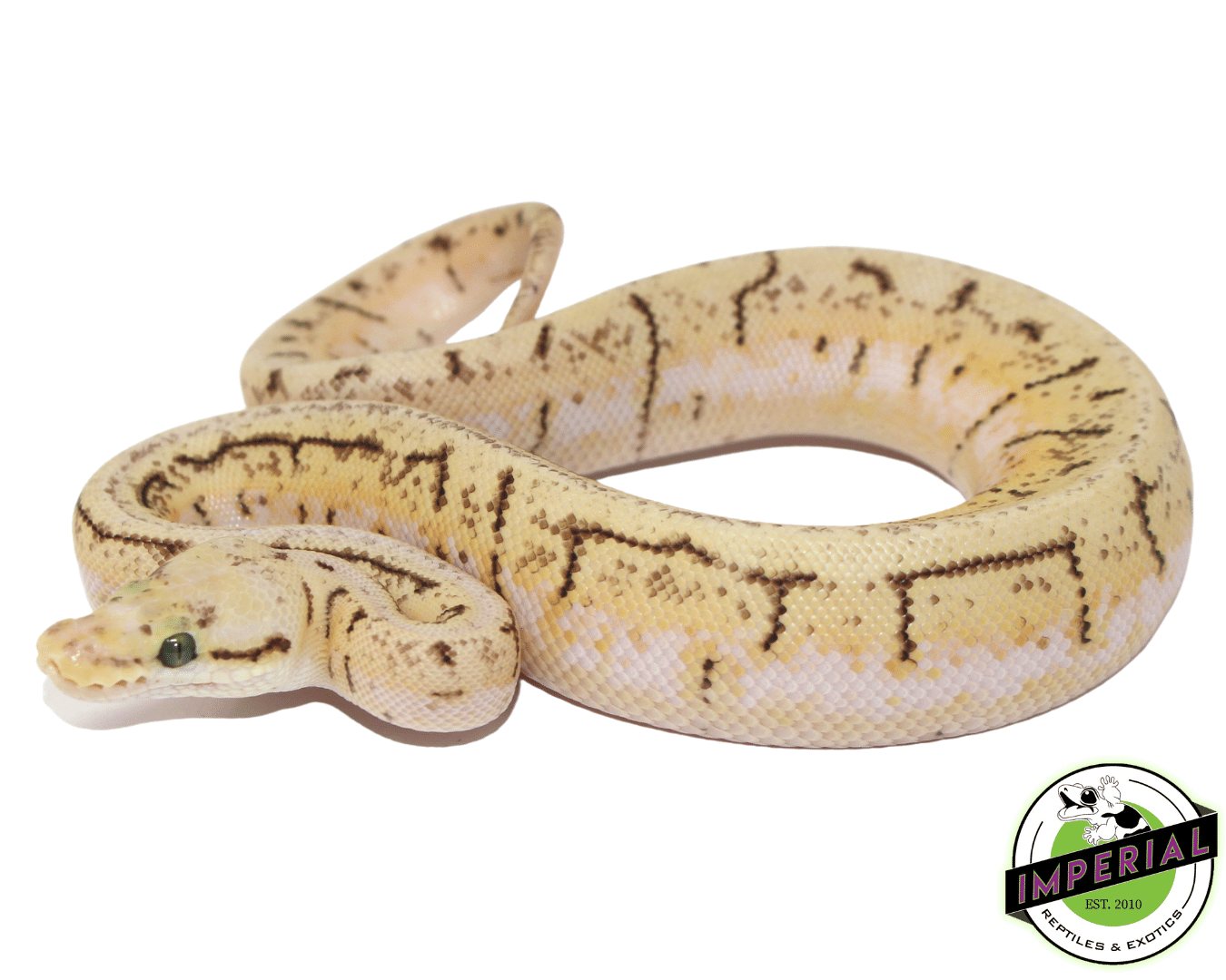 Lemonblast Spider Ball Python — image 2