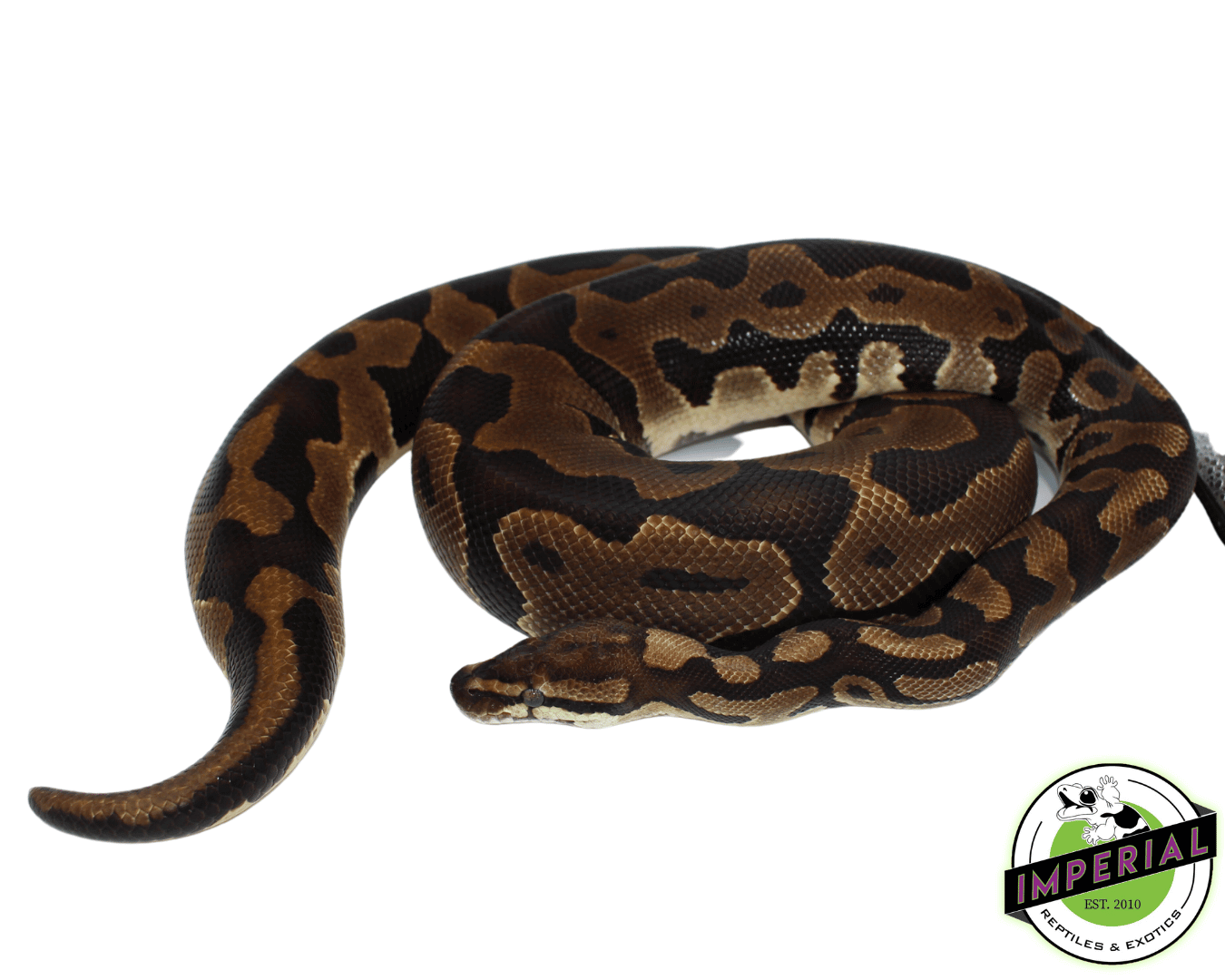 Leopard Ball Python Adult