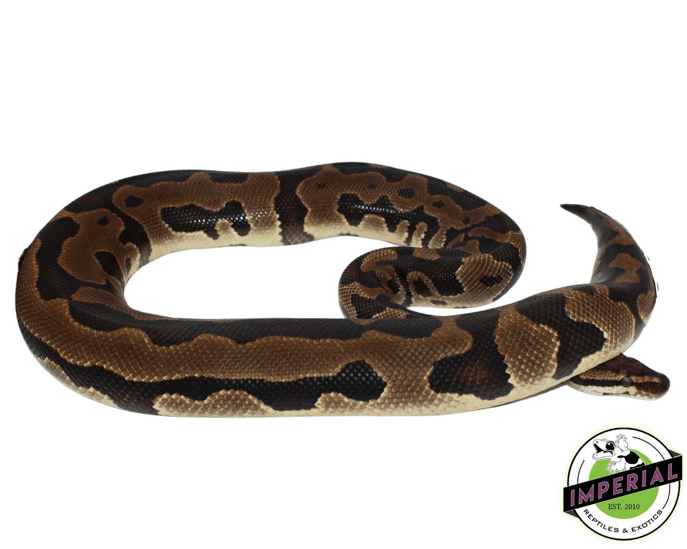 Leopard Ball Python Adult — image 2