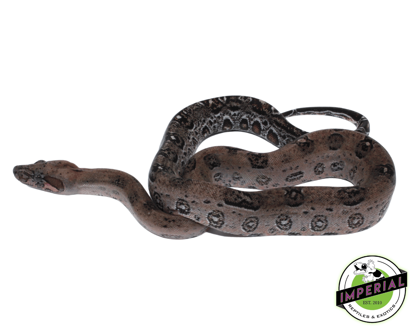 Leopard Boa Baby Female (#82323-02)