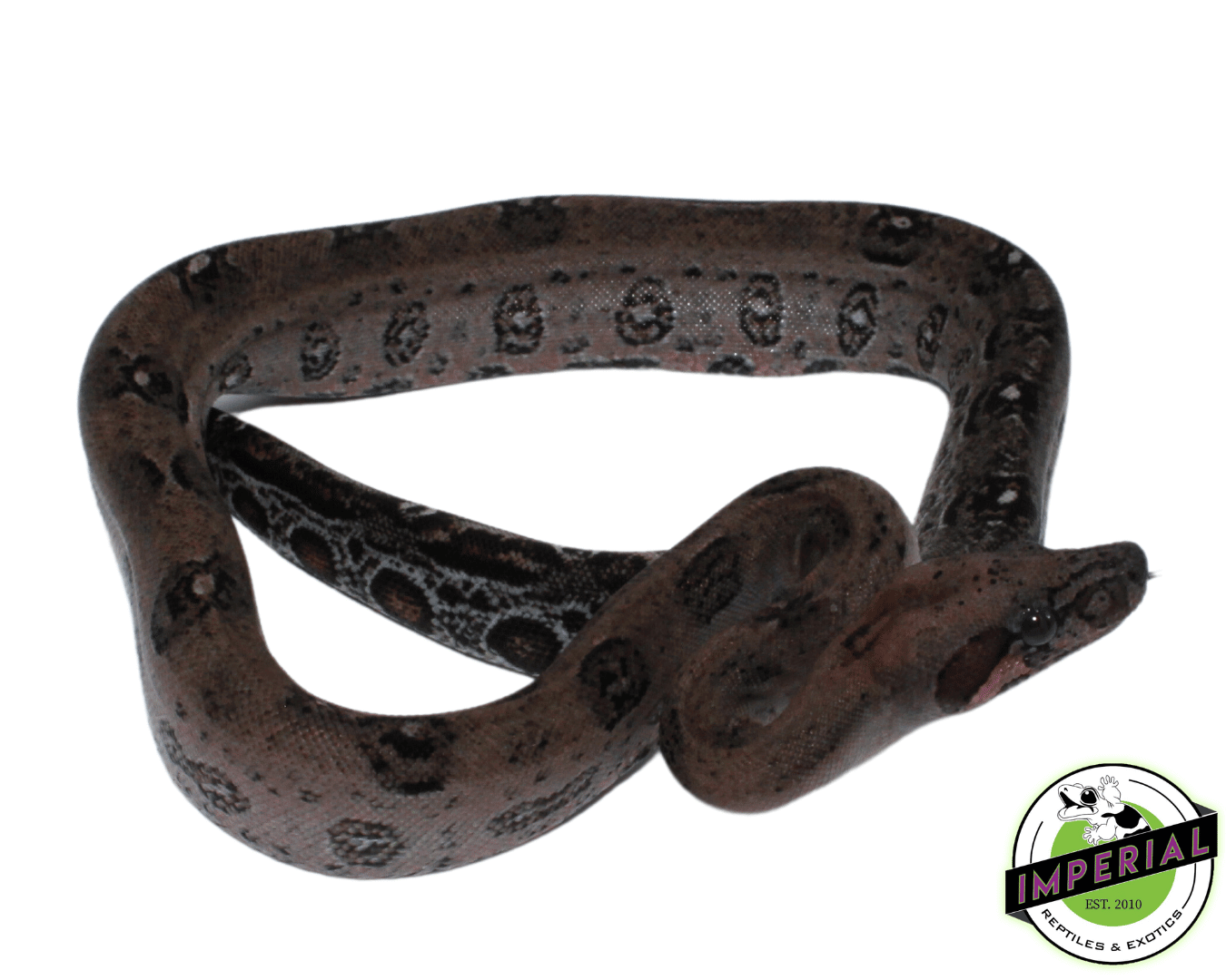 Leopard Boa Baby Female (#82323-02) — image 2