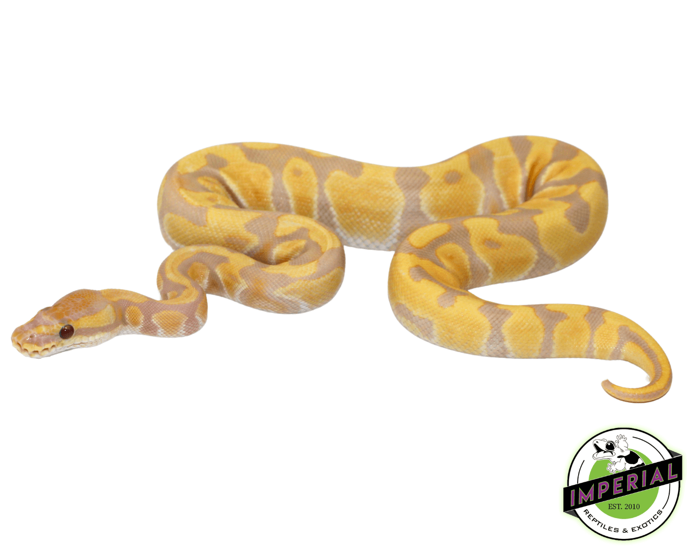 Leopard Enchi Candy Ball Python