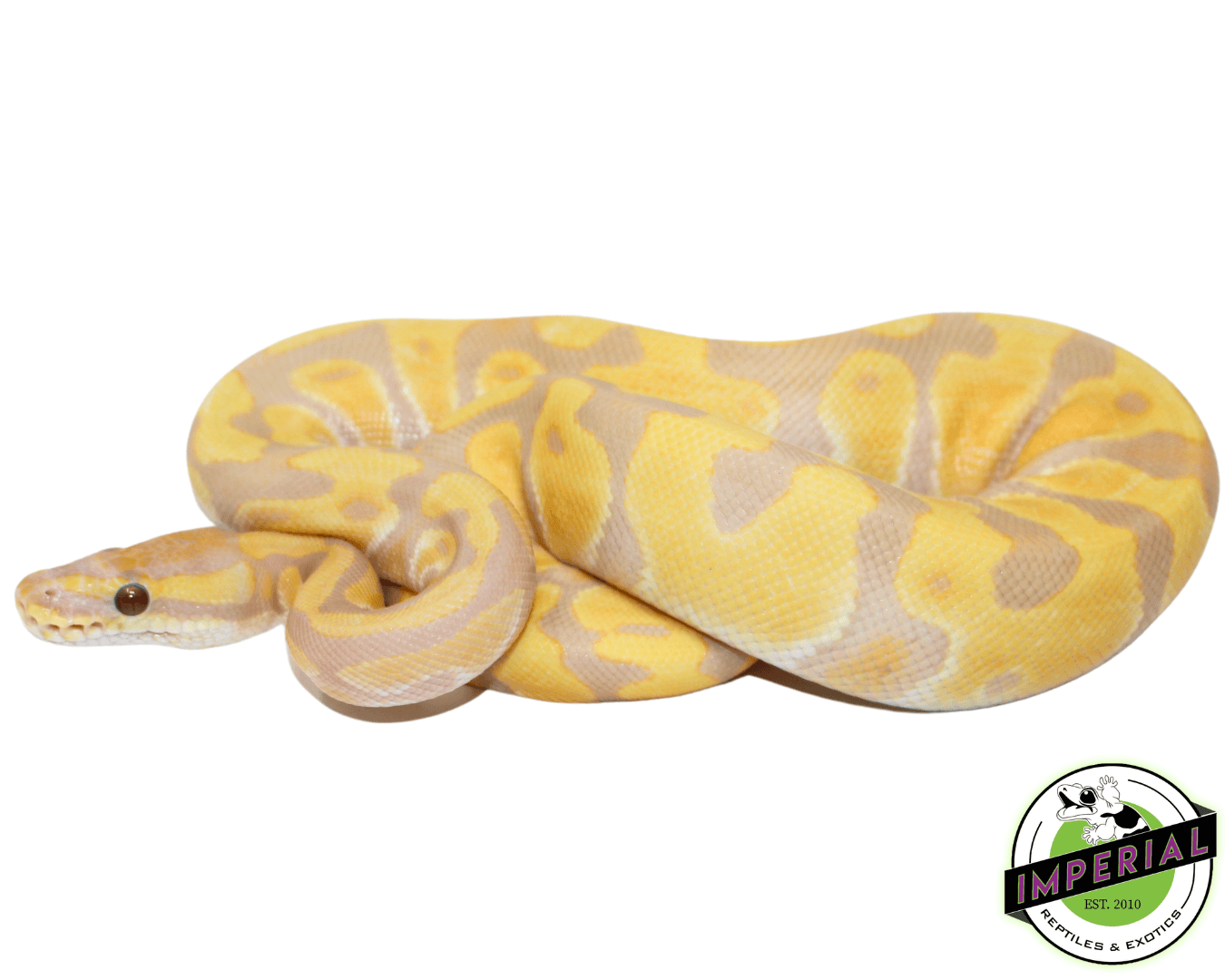 Leopard Enchi Candy Ball Python — image 2