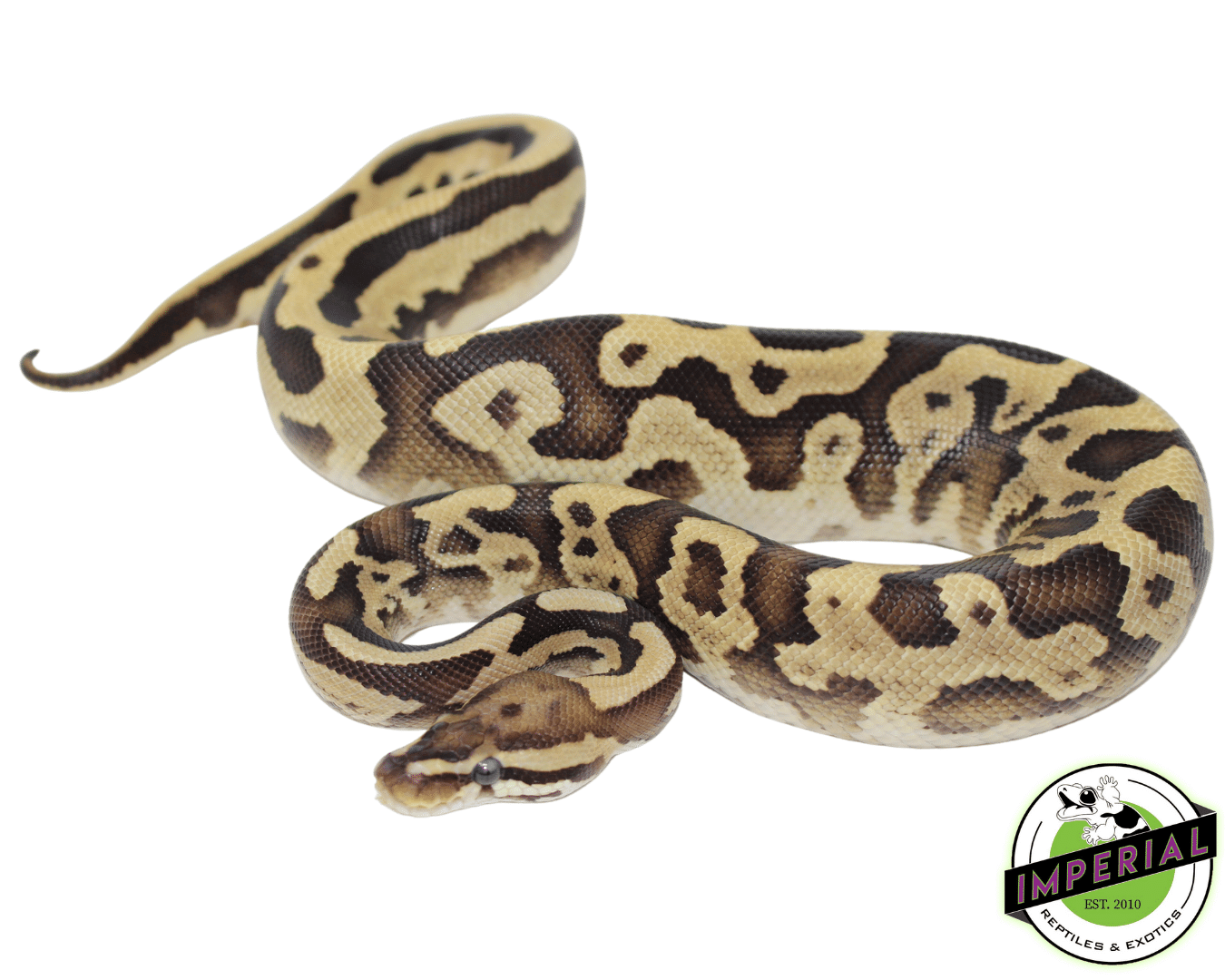 Leopard Firefly Ball Python